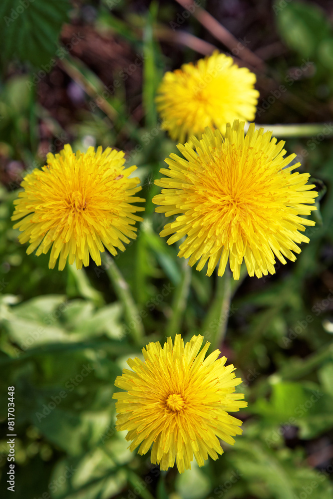 Dandelions on a background of flowers and green grass. Dandelions on a background of flowers and green grass.