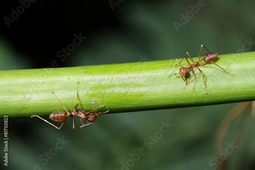 Ants walk on twigs in the garden of Thailand.