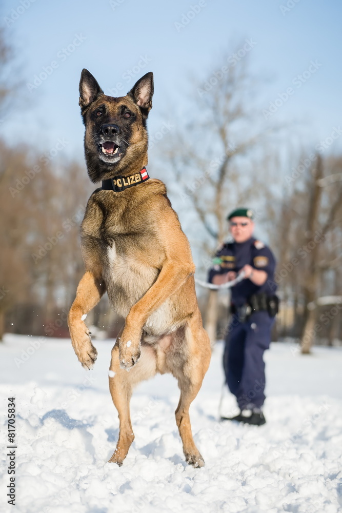 Polizeihund beim Training