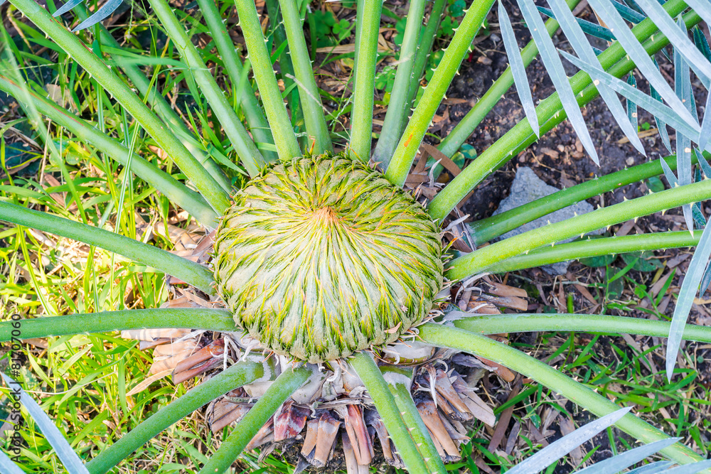 Cycad. Cycad.