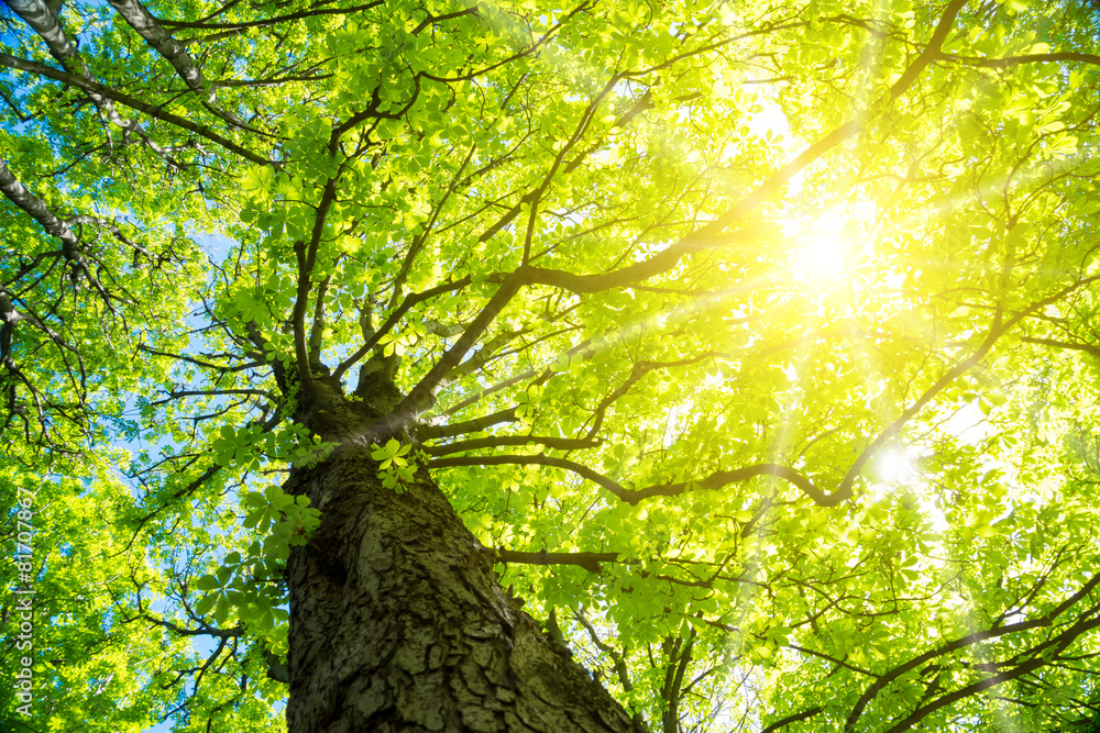 Fototapeta premium Kastanie im Frühling