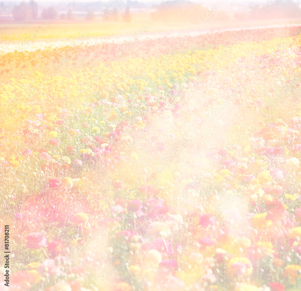 dreamy abstract photo of wild flower field and bright bokeh ligh