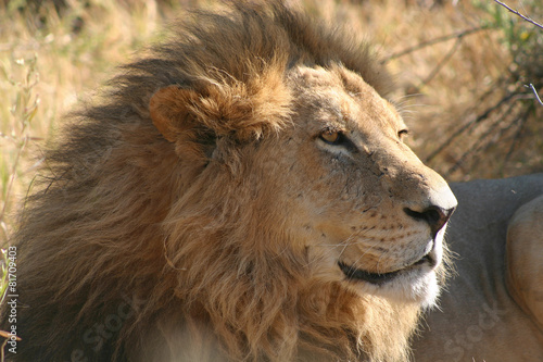 Lion resting  Botswana