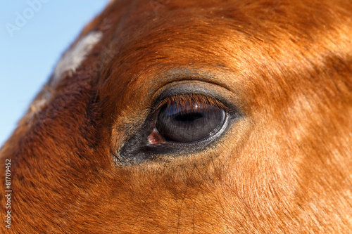 Closeup Profile of  Eye Horse