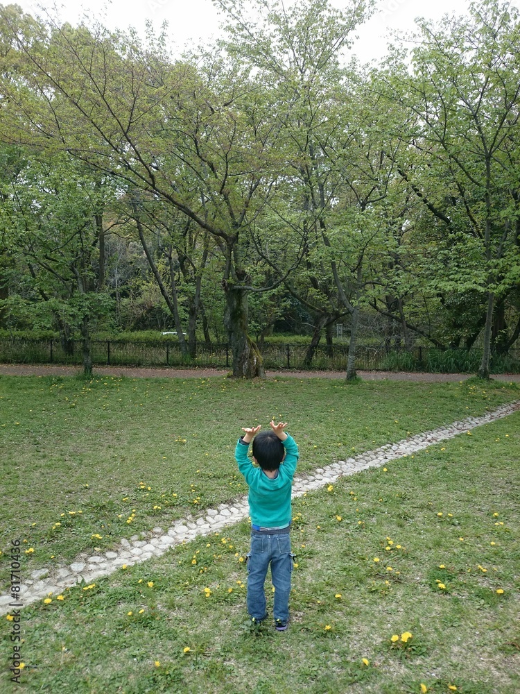 Fototapeta premium 新緑の公園で