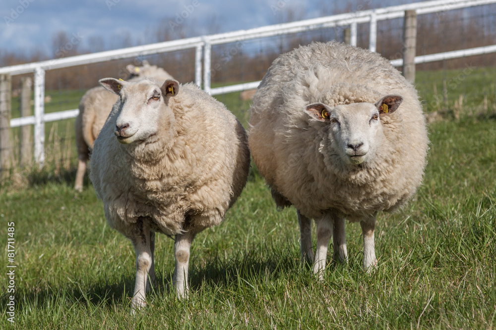 Naklejka premium Zwei Schafe auf einem Deich in Hooksiel am Jadebusen in Norddeutschland