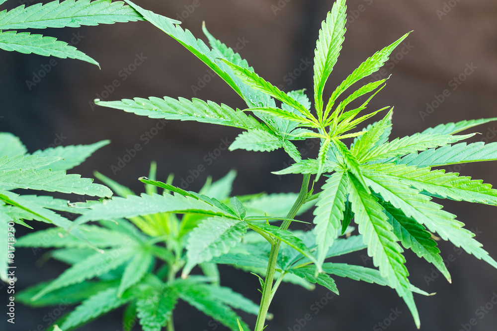 Young Green Leaf Cannabis plant detail Young Green Leaf Cannabis plant detail