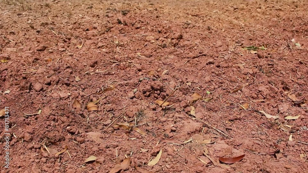 Barren ground Barren ground