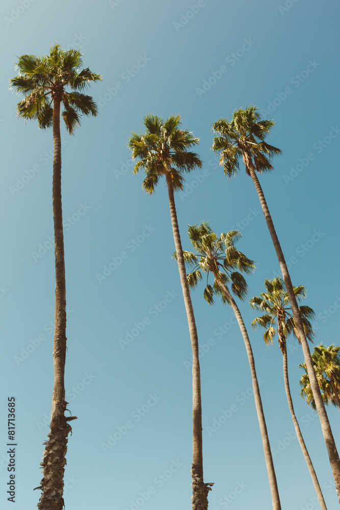 Naklejka premium Palm Trees in California