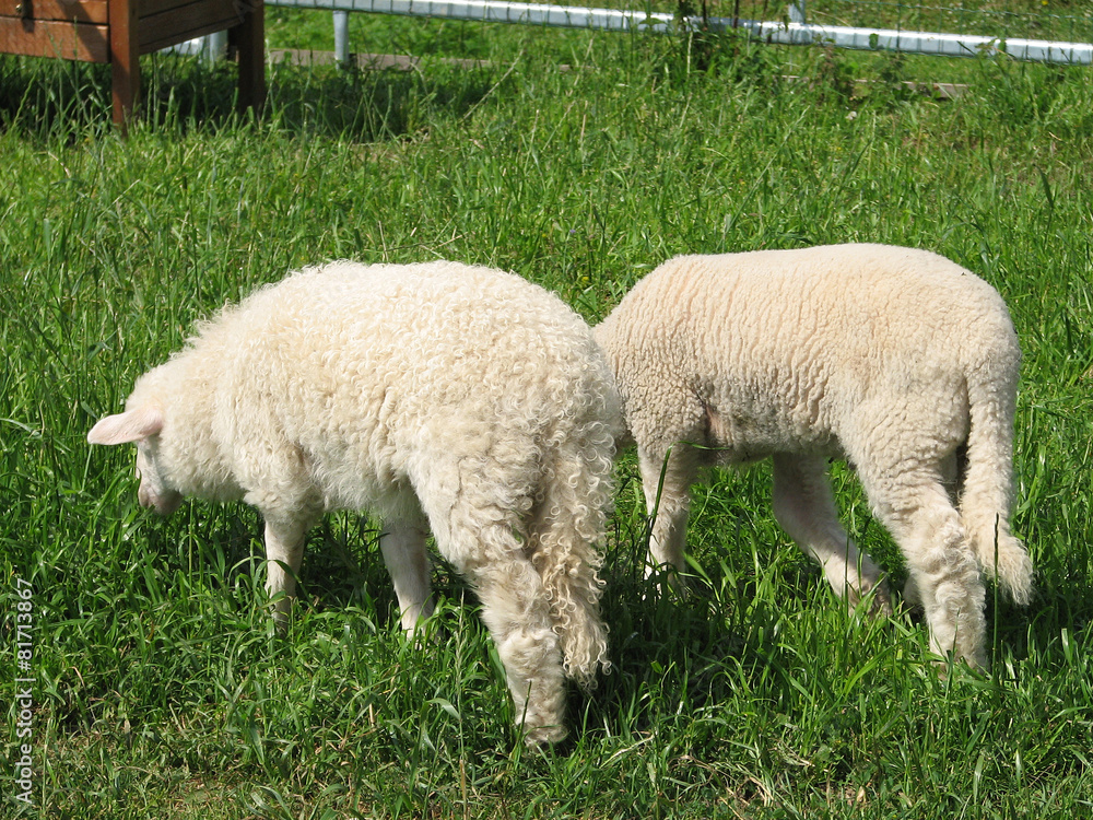 Sheep Sheep