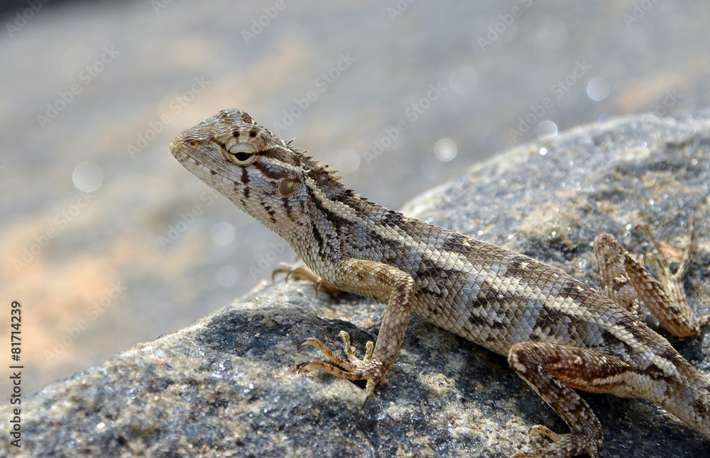little lizard on the rock in nature detail photo little lizard on the rock in nature detail photo