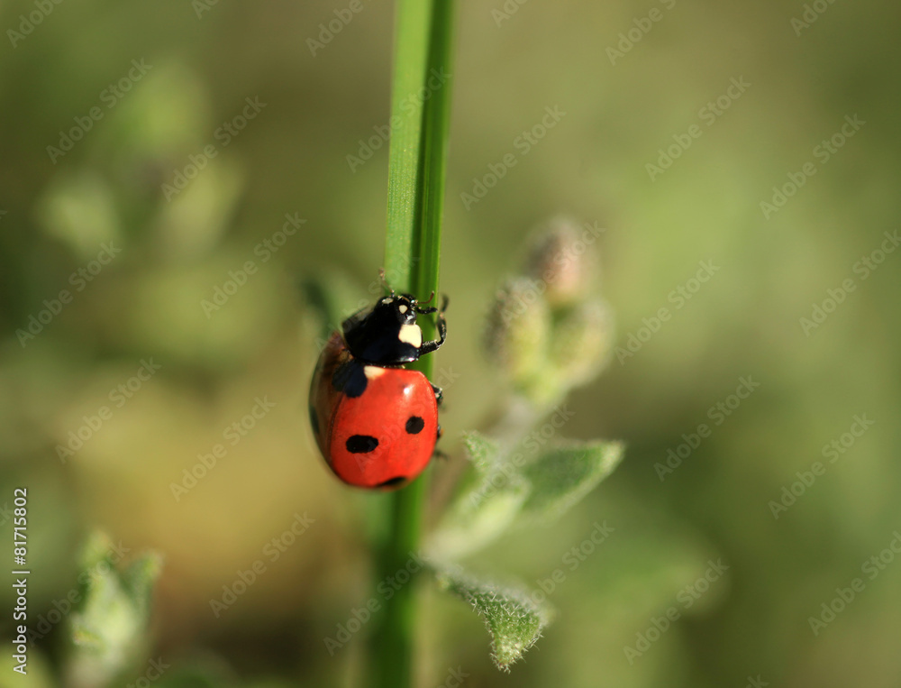 Fototapeta premium ladybug