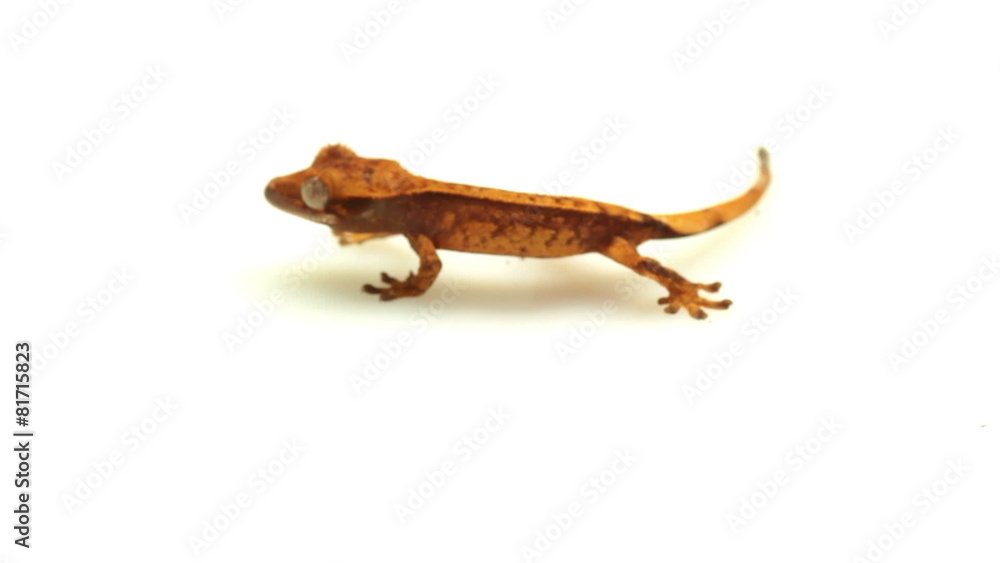 gecko on white gecko on white