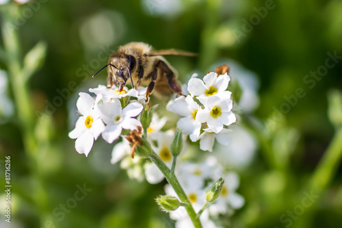 western honey bee
