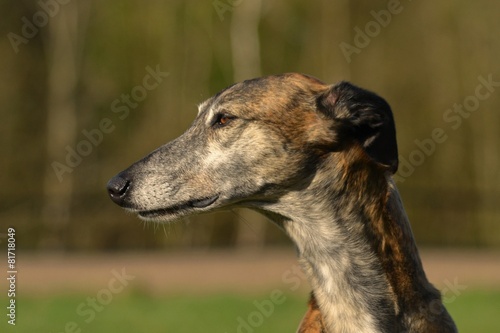 Galgo Espanol Portrait