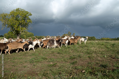 Goats Herd