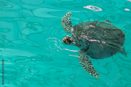 Sea turtle swimming in a green pool.