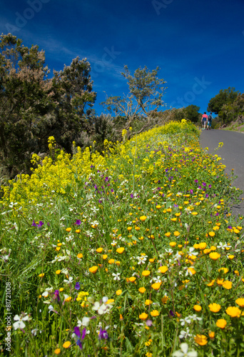 roadside flowers on La Gomera © Tamara Kulikova