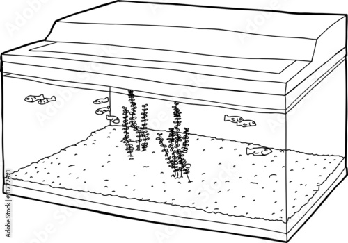 Group of Tiny Fish in Tank