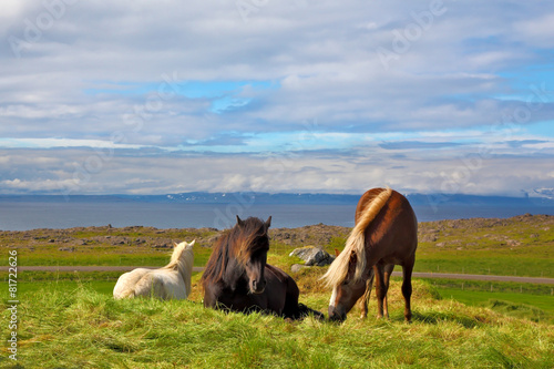 Fototapeta Naklejka Na Ścianę i Meble -  Farm grazing herds