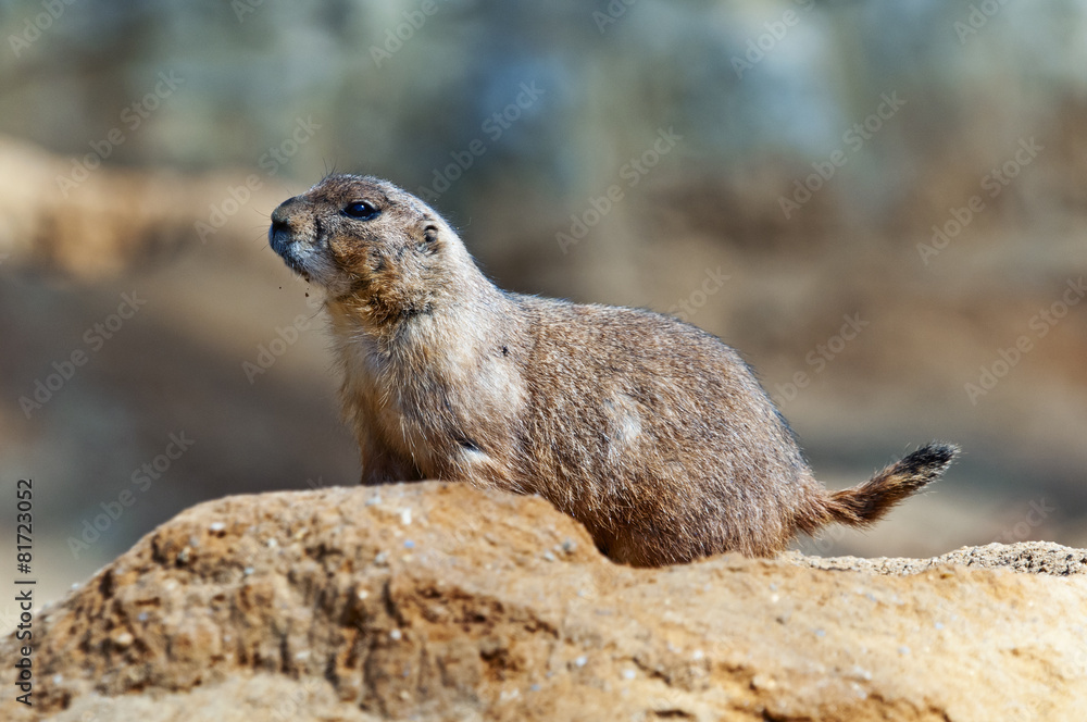 Black-tailed prairie dog Black-tailed prairie dog