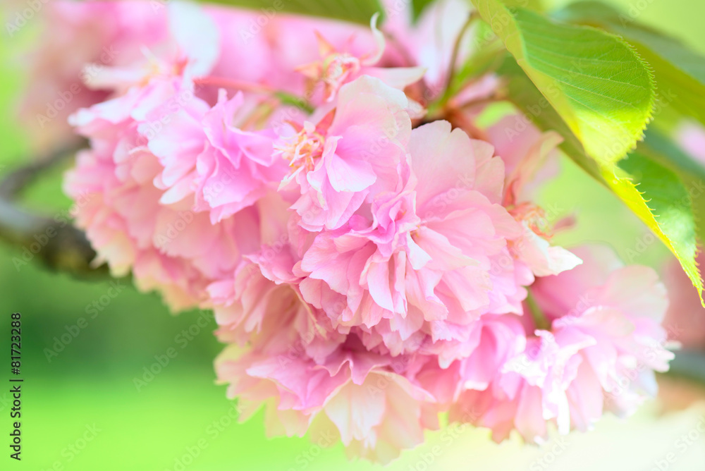 kanzam prunus flowers