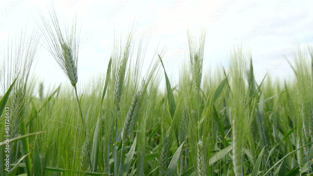 Spikes of green wheat moving in the wind (4K) Spikes of green wheat moving in the wind (4K)