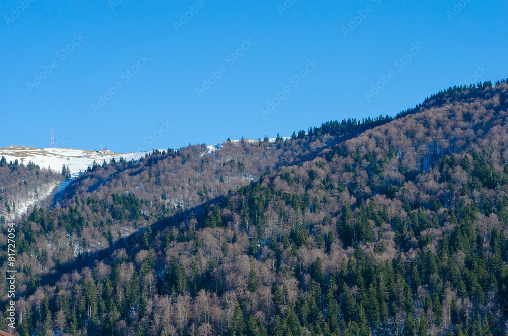 Late winter fir forest in mountain landscape