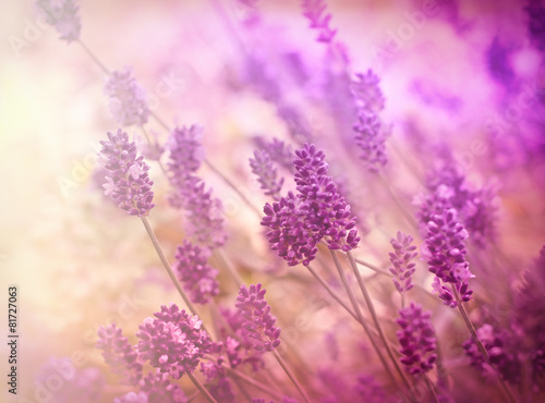 Soft focus on lavender flower