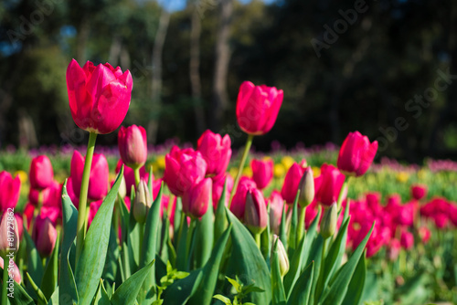 Pink Tulips in A Park With Trees