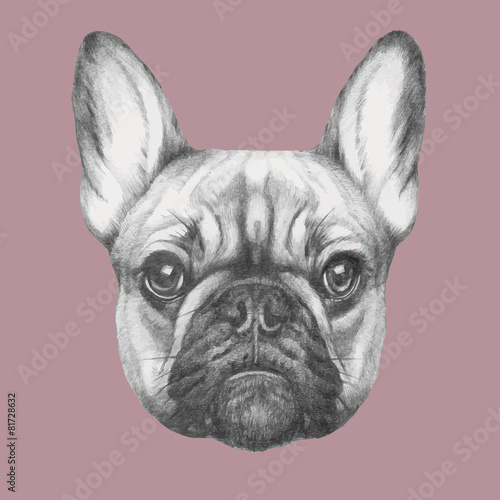 Hand drawn portrait of French Bulldog. Vector