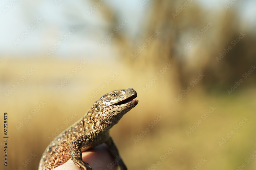 Obraz premium Lizard in female hand, closeup