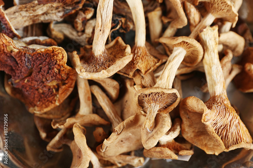 Dried mushrooms, closeup