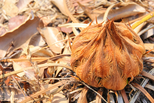 Sago palm photo