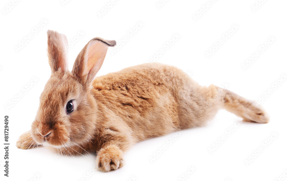 Obraz premium Little rabbit isolated on white