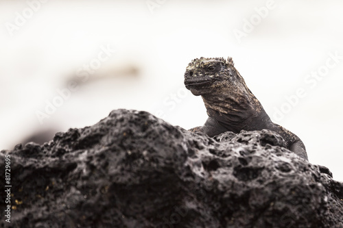 Iguana on rocks