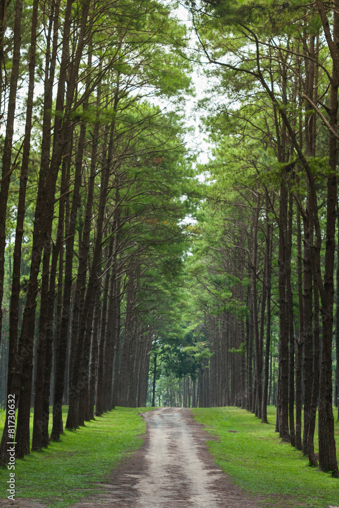 Fototapeta premium Dirt road heading to the pine forest.