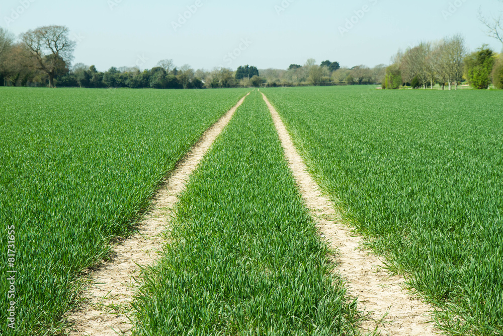 Path in the middle of a field