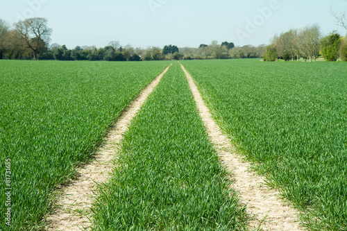 Path in the middle of a field