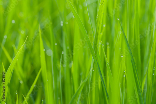 Paddy field in the morning with dew drop, Selective focus