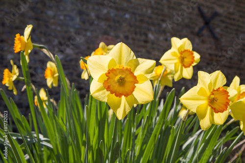 Daffodils blooming © teine