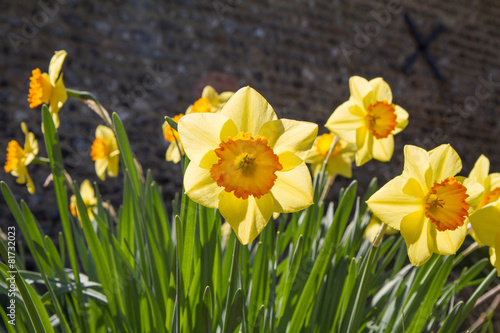 Daffodils blooming