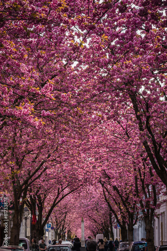 Kirschblüte in der Bonner Altstadt