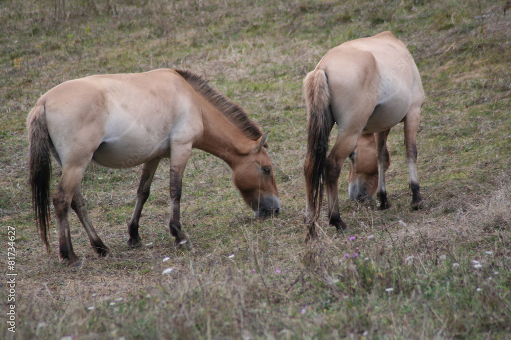 Caballos Caballos