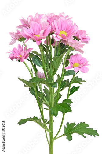 Pink chrysanthemum flower