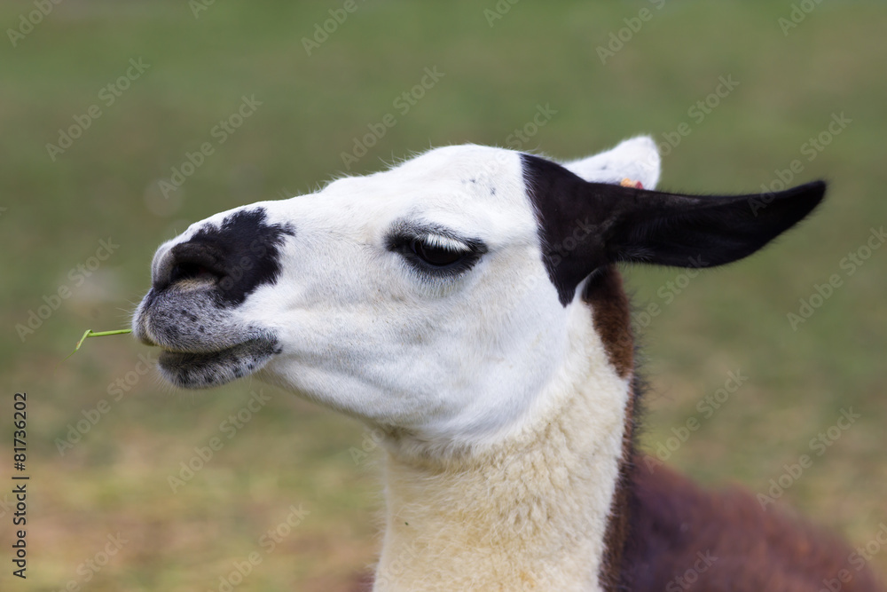 Obraz premium Lama