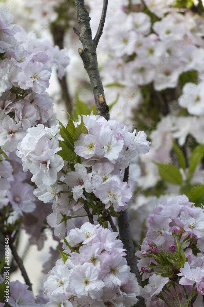 Obraz premium white flowers on tree