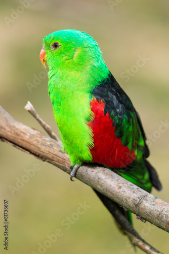 red-crowned parakeet - Cyanoramphus novaezelandiae