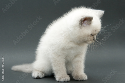Obraz na plátne nice cute british kitten