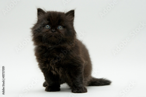 nice cute black british kitten